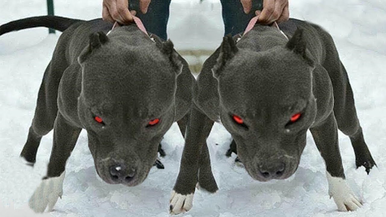 Самая злая и опасная собака в мире