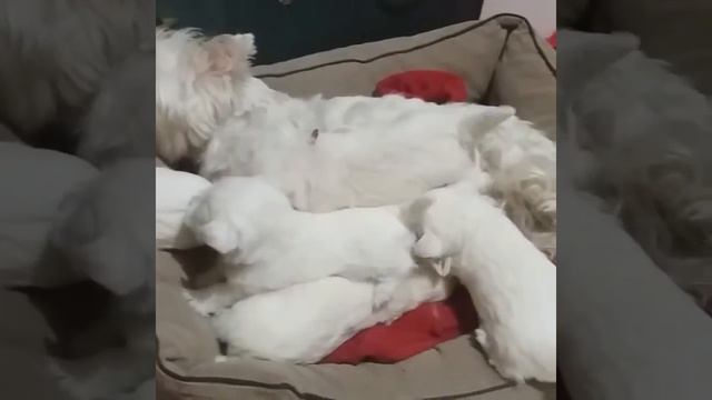 Вест хайленд вайт терьер. Щенки. Первые месяцы жизни. смотреть онлайн