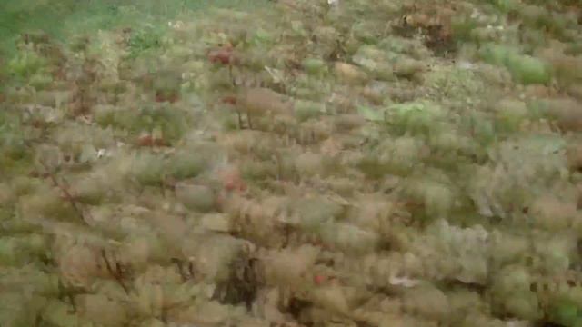 Осень радует\Ремонтантная малина \Брайс в самоволке\17.10.2017 смотреть онлайн