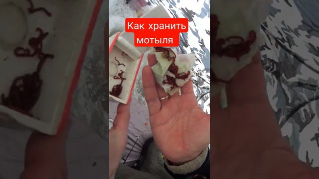 Как хранить мотыля