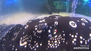 Аквариумы Ейского океанариума