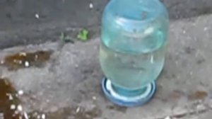 Пчелы пьют воду, зачем пчелам вода