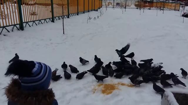 Гуляем и кормим голубей смотреть онлайн