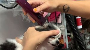 Dog Show Grooming: How To Groom A Long Coat Chihuahua