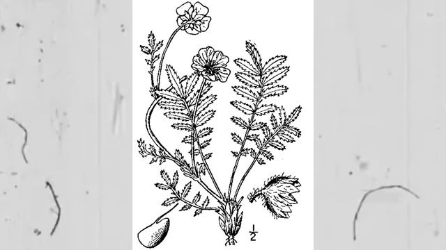 БЕЛАЯ ЛАПЧАТКА ЛЕЧЕНИЕ ЩИТОВИДНОЙ ЖЕЛЕЗЫ И КИШЕЧНО ЖЕЛУДОЧНЫХ ЗАБОЛЕВАНИЙ смотреть онлайн