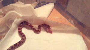 Кормление маисового полоза.