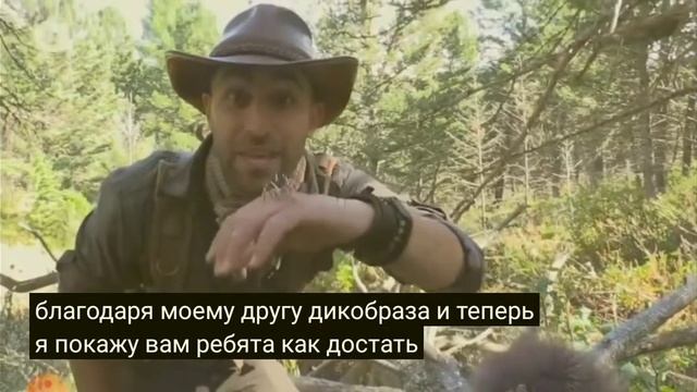 как вытыщить иголки у дикобраза смотреть онлайн