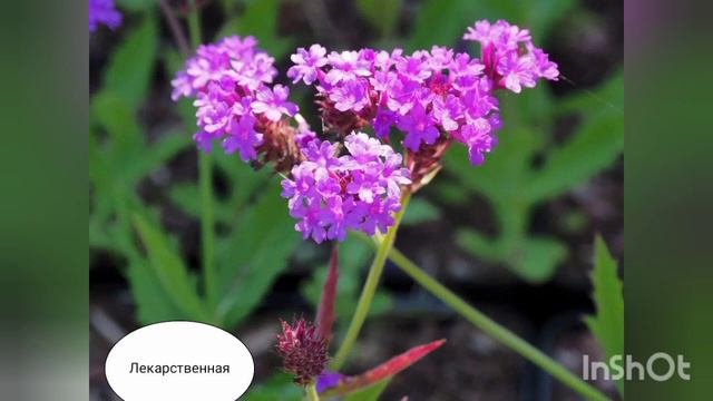 Вербена - популярные виды и сорта