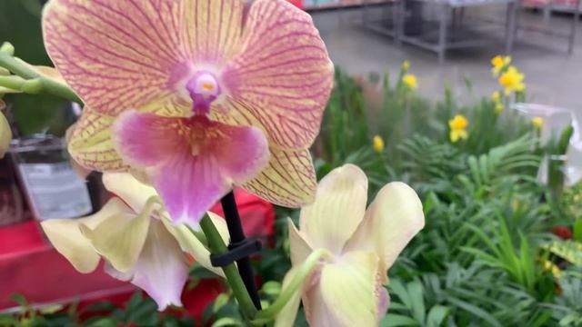 Орхидеи в Ленте 2 марта 2021 г. Бернадетта, биг липы , Дух Купидона .. смотреть онлайн