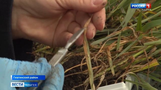 В Адыгее на заключительном этапе  вторая подкормка озимых зерновых