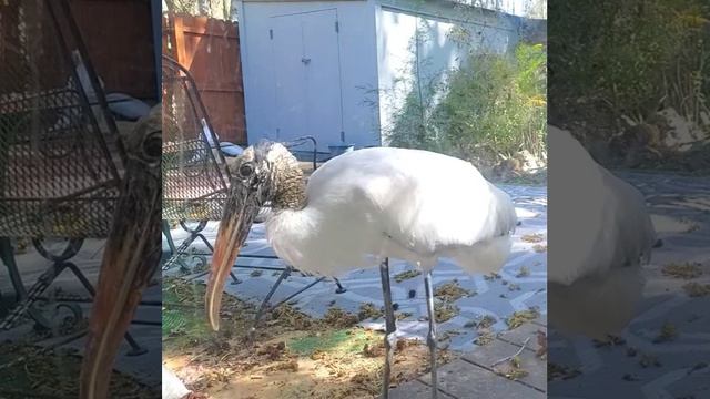 Flute song Woodys Ballad смотреть онлайн