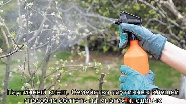 Вредители плодовых деревьев