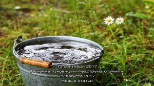 Мучниста роса на крыжовнике – как спасти урожай?
