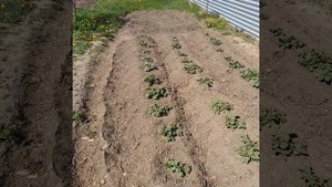 Реально ли в Екатеринбурге собрать два урожая картофеля за сезон.