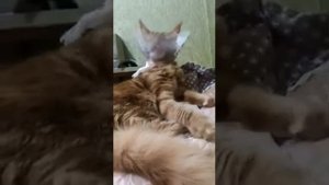 кот после кастрации