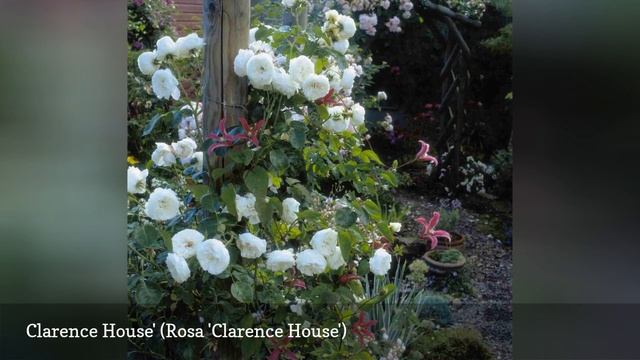 9 Great Varieties Of Climbing Roses ?️ смотреть онлайн