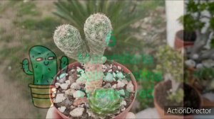 Мамилярии моя коллекция ?часчь#1. Mammilaria my collection ?part#1.