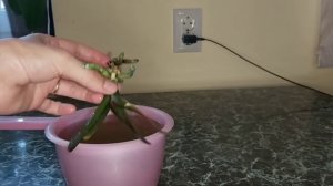 Орхидея в очень ПЛОХОМ состоянии РЕАНИМАЦИЯ ОРХИДЕИ Katrin начинаем лечение Секреты реанимации