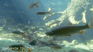 Эффект 100%. Делюсь рецептом Насадка для ловли плотвы и красноперки.