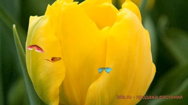 Тюльпан махровый Монте-Карло (tulipa tyulpan) ? обзор: как сажать, луковицы тюльпаны Монте-Карло смотреть онлайн