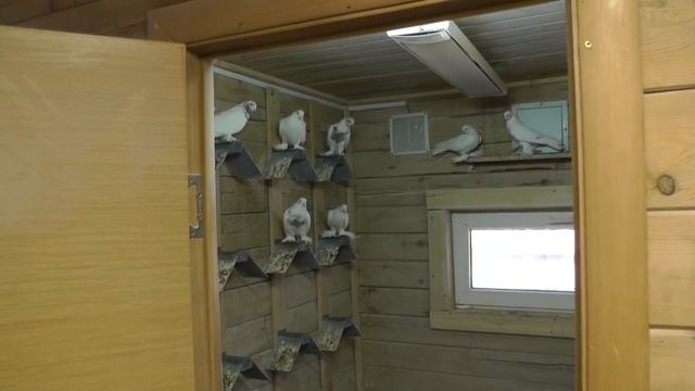 Голуби Узбекские, Гульбаданы,Гульбадамы, Александра Афганца (часть - 5) смотреть онлайн