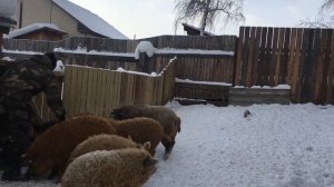 Чем кормить Мангалиц зимой? | Дневник ЛПХ