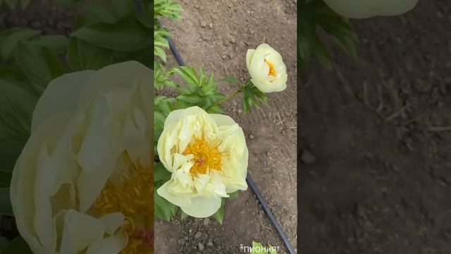 Lemon Chiffon| Пион Лемон Шиффон| Peony| Сортовые пионы| Корни пионов осенью 2021| Пионы почтой смотреть онлайн