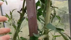 Томат ТИГРОВЫЙ