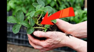 Пересадка клубники в сентябре! Как пересадить  клубнику в сентябре?