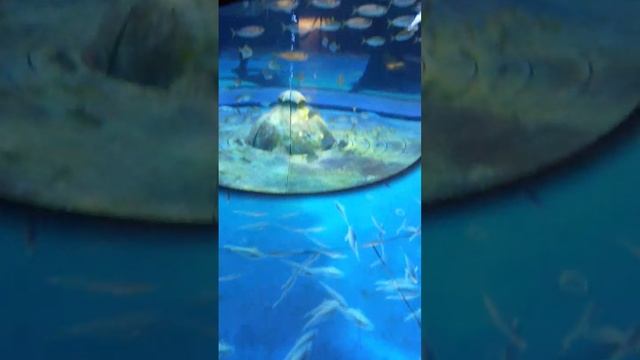 Aquarium Atlantis The palm | Dubai | Travel With D