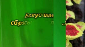 Колеус бледнеет и сбрасывает листья. Проблемы в выращивании колеуса.