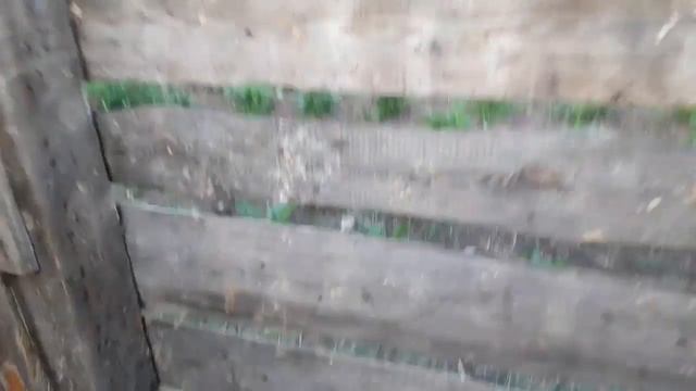 Переводим дюрка и мангалицу в летний сарай. смотреть онлайн