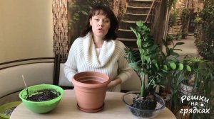 СРОЧНАЯ ПЕРЕСАДКА ЗАМИОКУЛЬКАСА! Сломали горшок!