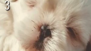 Топ-4 собак которые не линяет