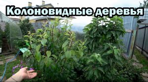 Про колоновидные деревья в саду