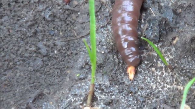 Земляной червяк смотреть онлайн
