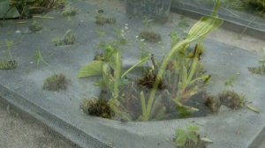 Осенняя обрезка садовой земляники (клубники) strawberry