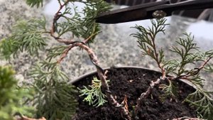 КИПАРИСОВИК ТУПОЙ “NANA GRACILIS” В УЛИЧНОМ ВАЗОНЕ! ОСЕННИЙ УХОД! КАК ИСЧЕЗАЮТ ХОСТЫ? #chamaecypari