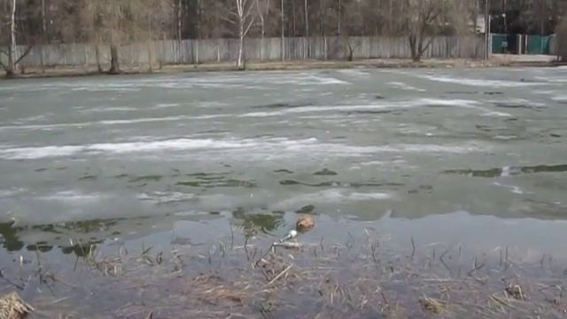 13) Costa Costella - Утро в Серебчике! ) - 27.04.13. "Тихо! Я подкрадываюсь!.." [c] смотреть онлайн