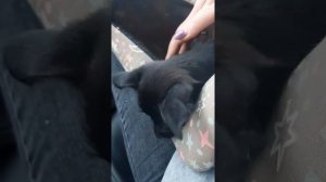 Везём на прививку щенка Ягдтерьера в возрасте 3 месяца.