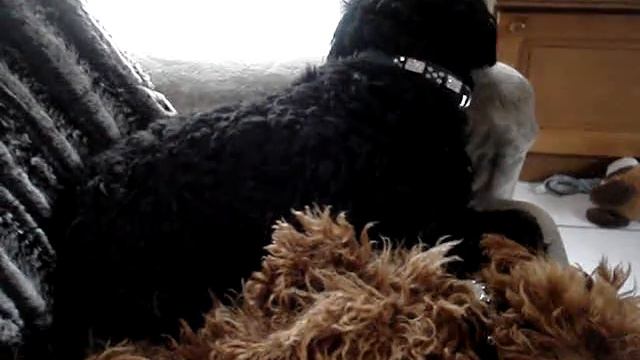 две собаки смотреть онлайн