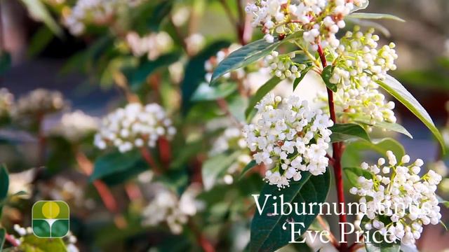 Viburnum tinus 'Eve Price' смотреть онлайн