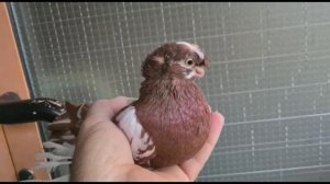 ИДЕАЛЬНАЯ КОЛЛЕКЦИЯ СЮРПРИЗ. Узбекские двухчубые голуби. Tauben. Pigeons