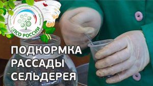 Когда как и чем подкормить сельдерей. Подкормка рассады сельдерея.