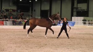 Лошади  24.05.15 (MVI_0006) чистокровная Ахалтекинская встаёт на дыбы