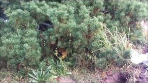 выращиваем абрикосы из косточек