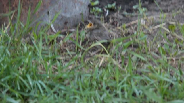 Чей это птенец вывалился из гнезда?  каникулы на даче смотреть онлайн