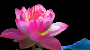 Светоч Махамудры. Средоточие смысла. Целе Нацог Рангдрёл