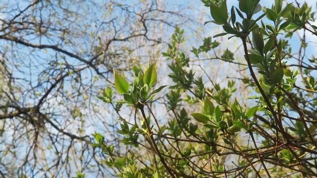 Книга радости, утренние прогулки и бардак :) | 12 недель счастья - часть 2 смотреть онлайн