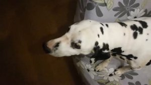 Наглый и ворчливый далматин